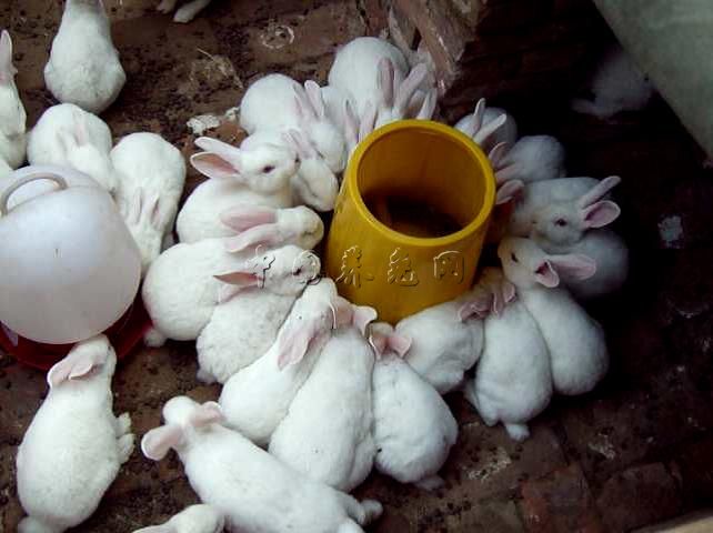 农村养兔知识,如何做好养殖场的防疫工作及注意事项!