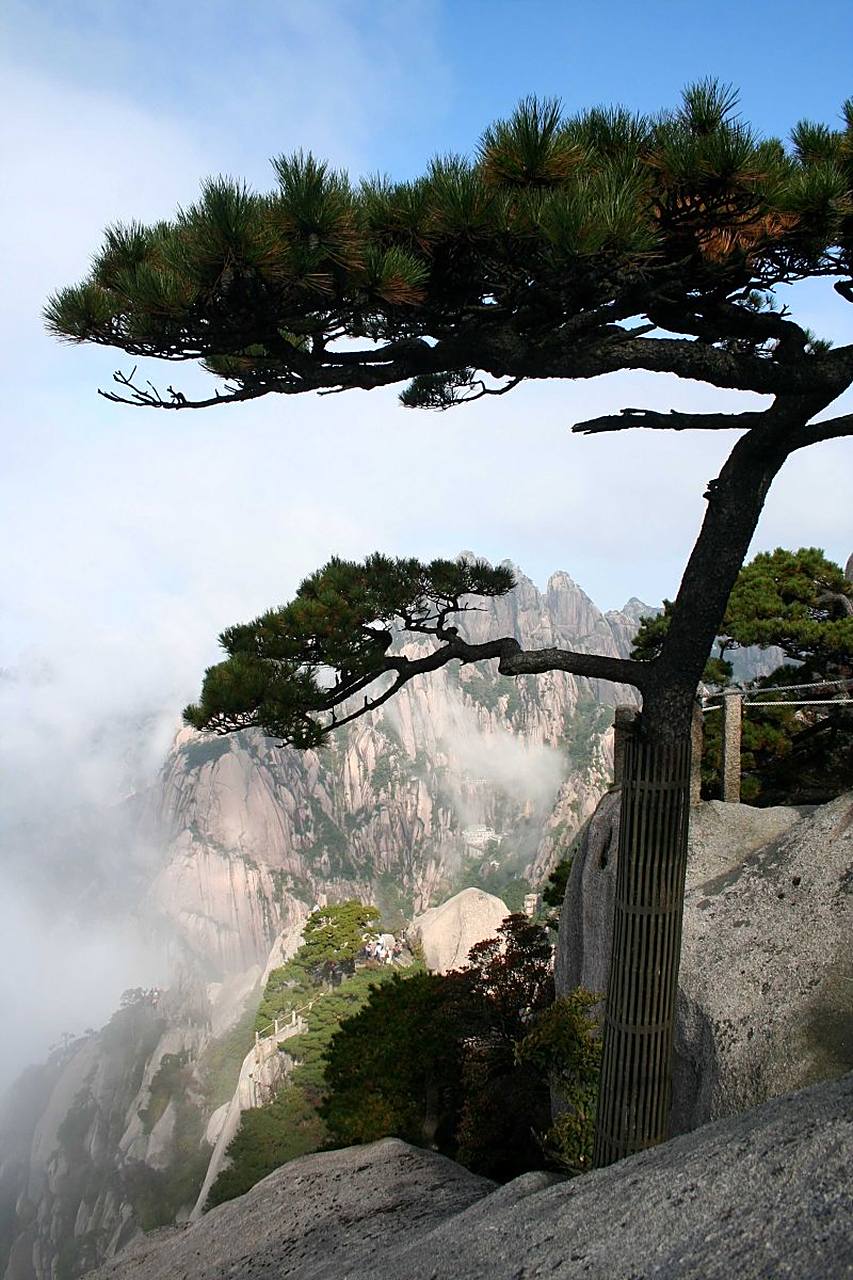 七言绝句《观松鹤图·其一》  癸卯年己未月丁卯日