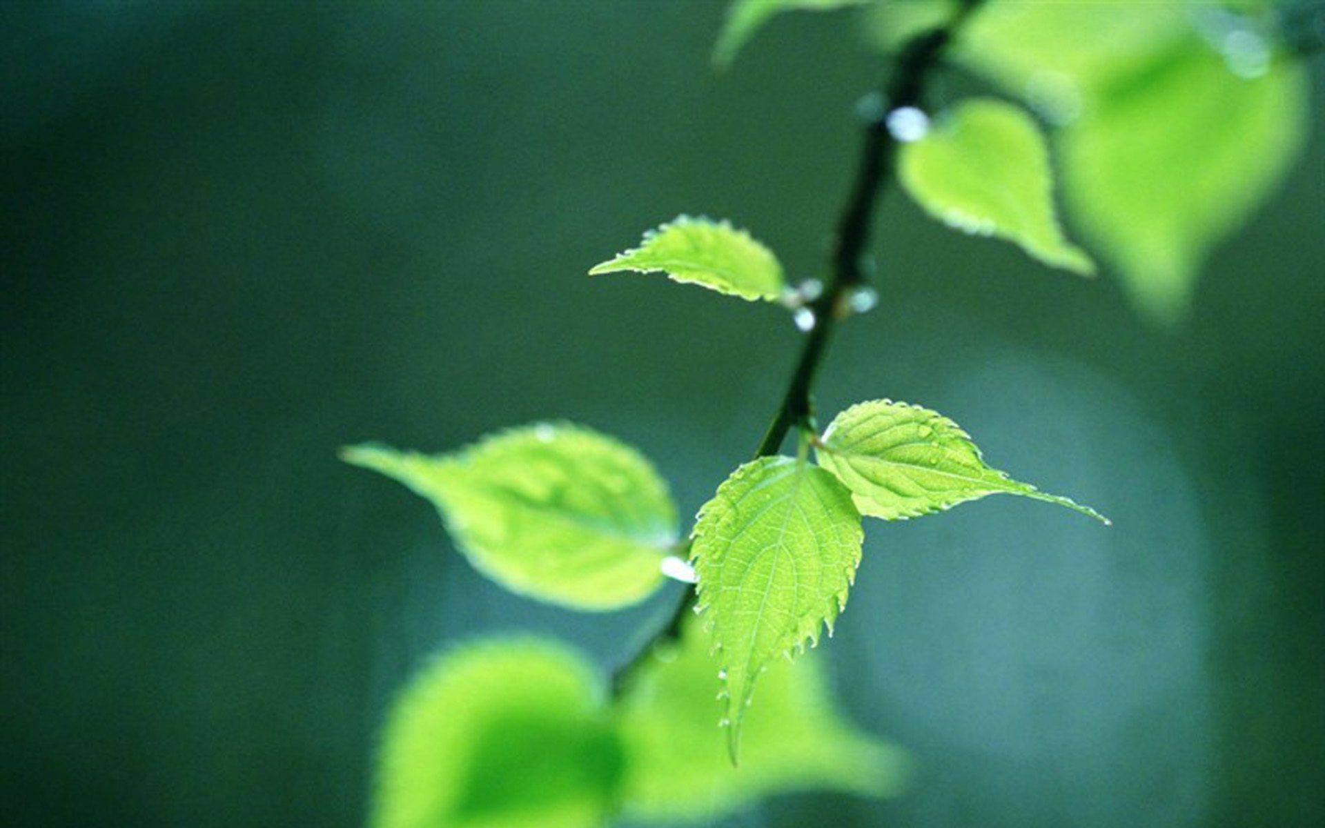 高清护眼绿叶植物图片桌面壁纸,分辨率:1920x1200