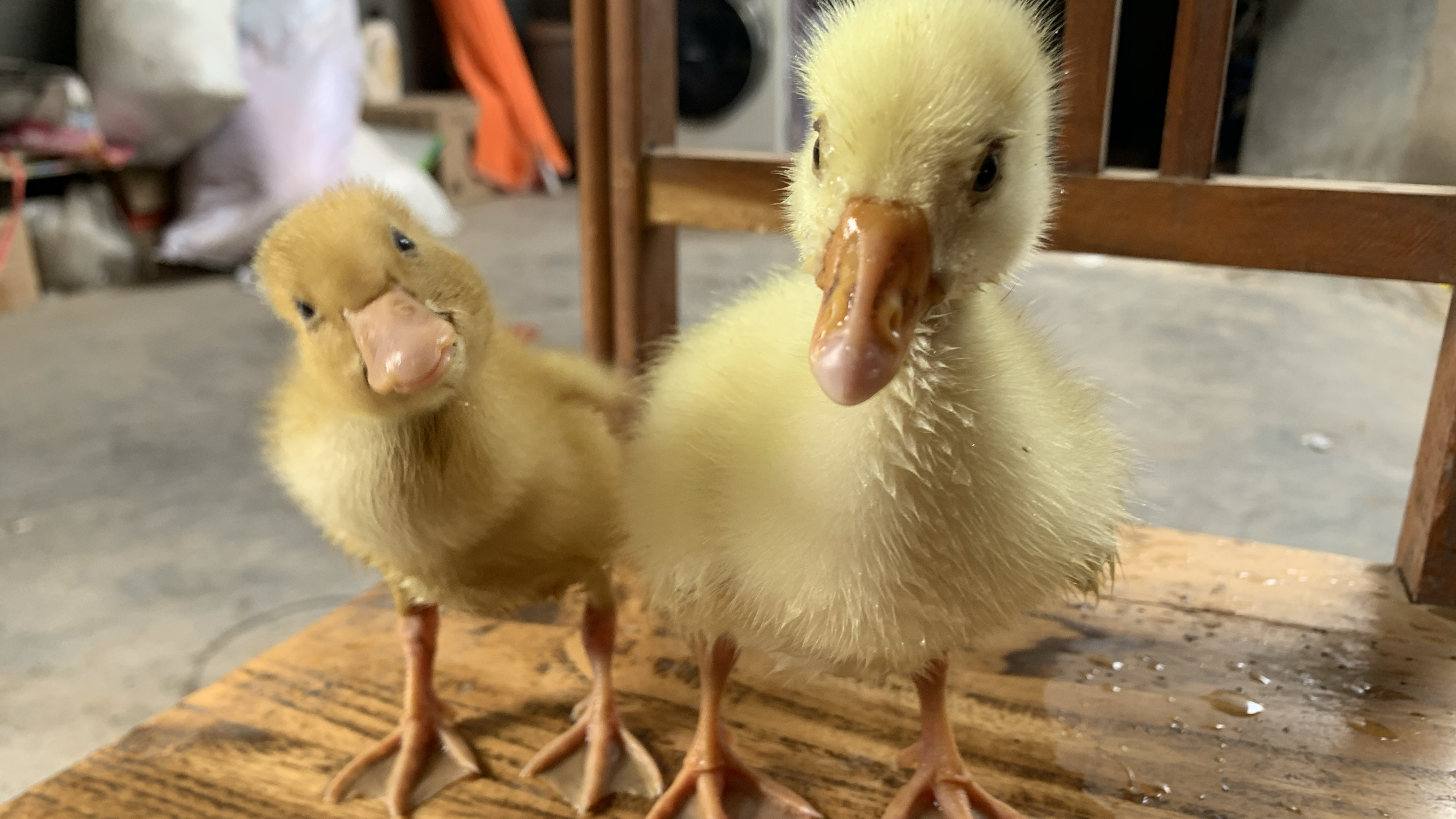 网上40元1只的小黄鸭,农村大街却只要7块钱,买回家萌翻了