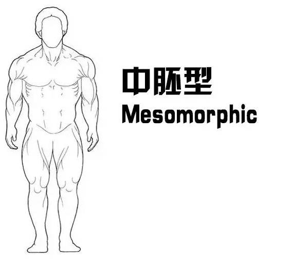 瘦子能練壯嗎?不同體型的人如何訓練?