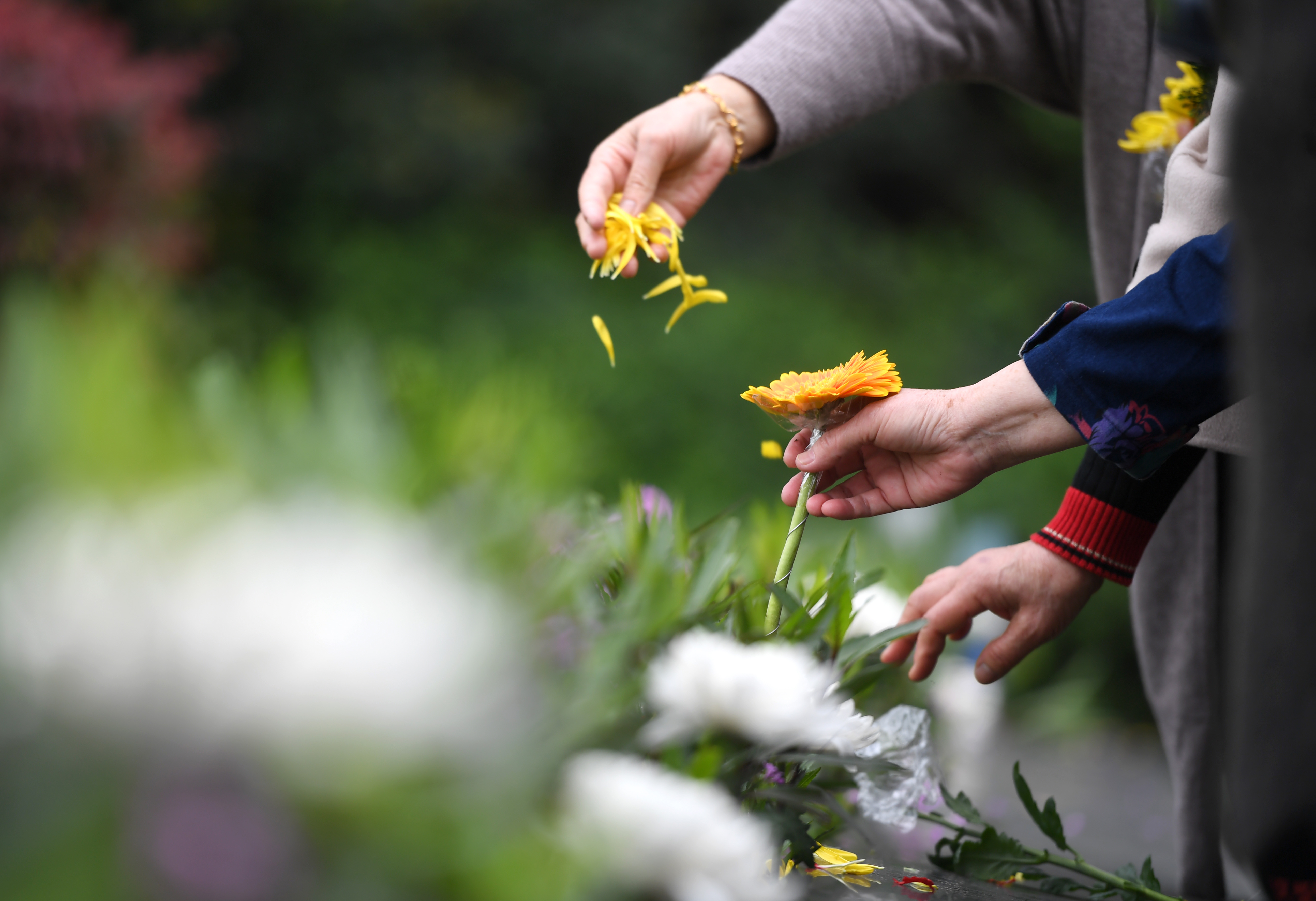 广西柳州:集中花葬倡导绿色殡葬