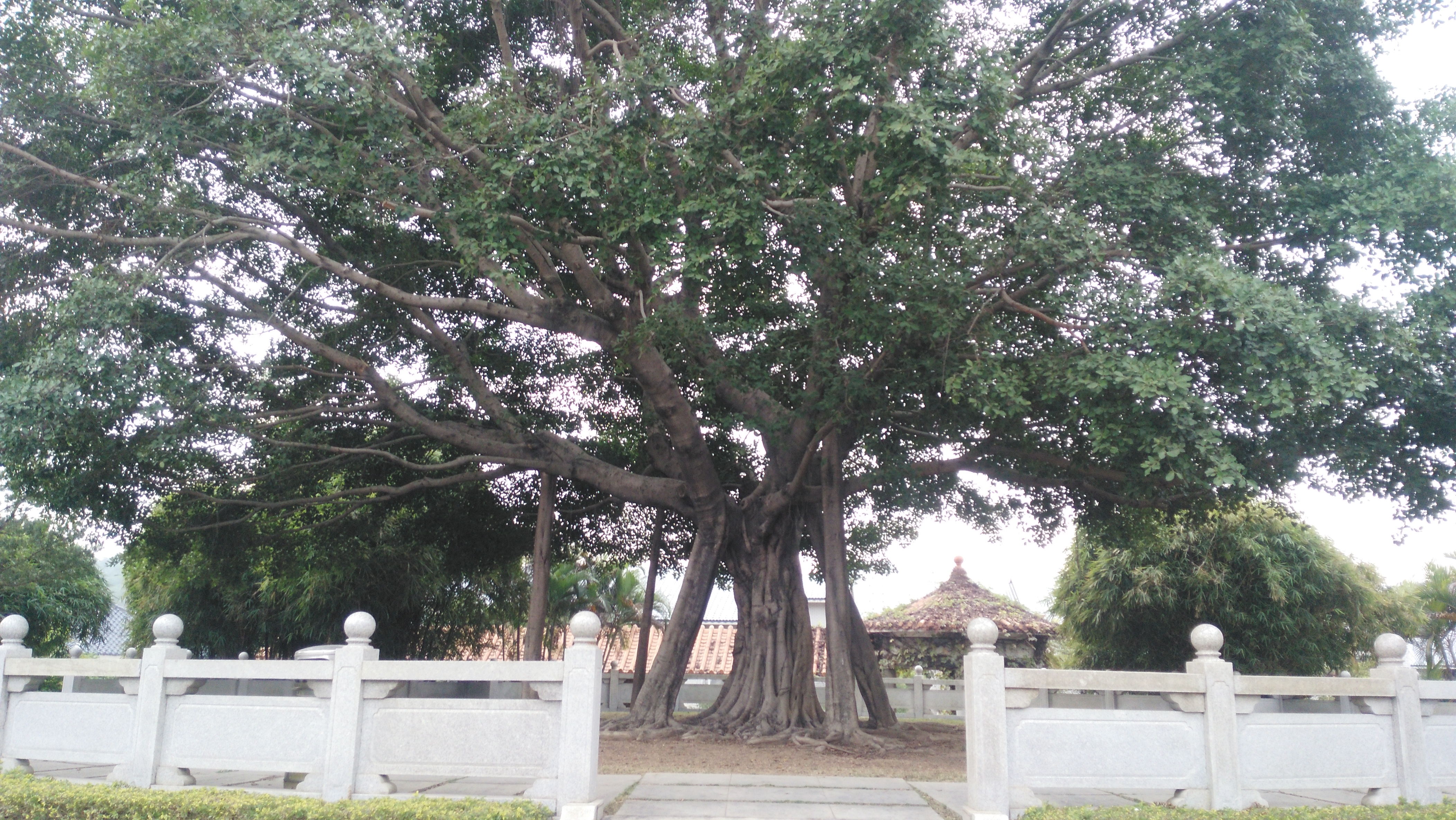 深圳横岗镇荷坳新村实拍,带你到龙岗的农村去看看啦