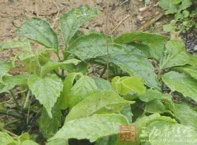 你真的了解三叶青藤吗?给大家科普一下