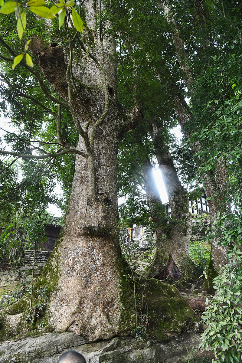 重庆酉阳有一个世界上最大的千年金丝楠木群,最大一棵胸径2.1米