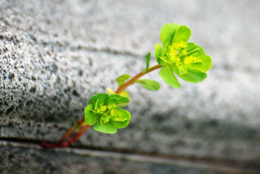 美出新高度,石缝中的小花