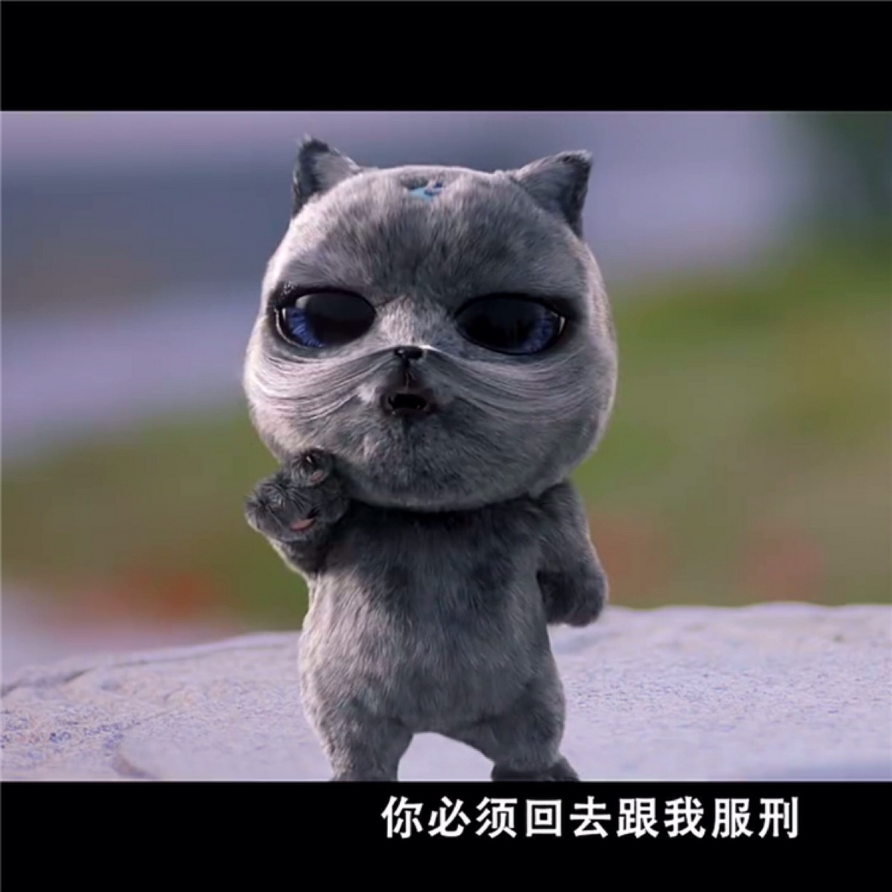 鲜活宠生#朵喵喵——《颤抖吧!