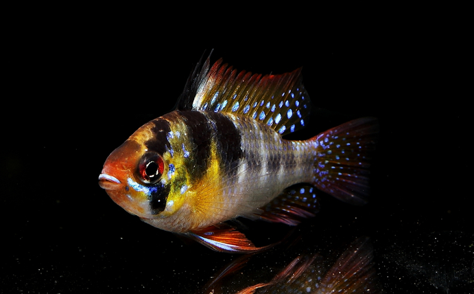 荷兰凤凰鱼性情温和易饲养,几乎终日在水族箱中不停地游动!