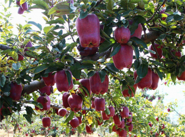 想提高蛇果的产量,农户们可以在种植时候这样做,会有效果的哟