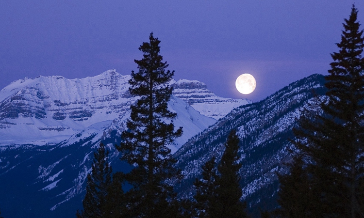 雪山和大树融合在一起,安静美丽的天空,如画般的美景.
