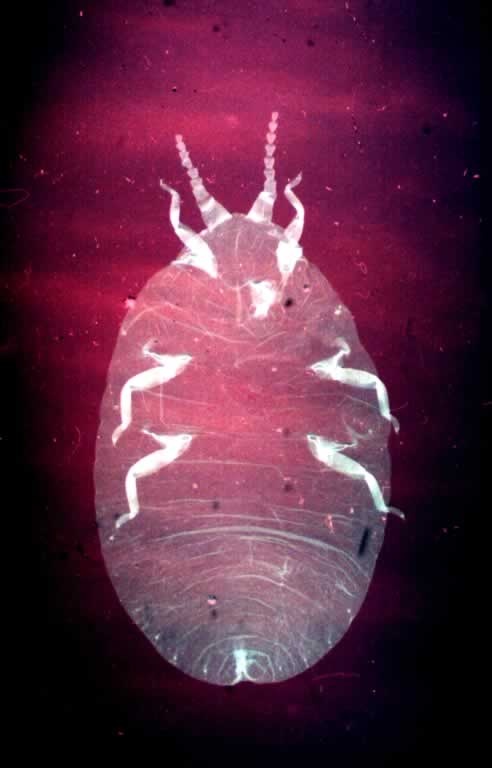 日本松干蚧你真的了解吗?日本松干蚧知识科普