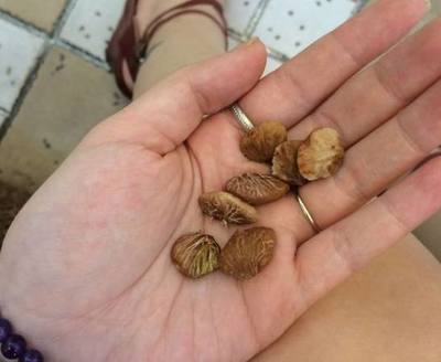 山竹"果核"别再丢了,放阳台养一盆,一周会给你带来"惊喜"