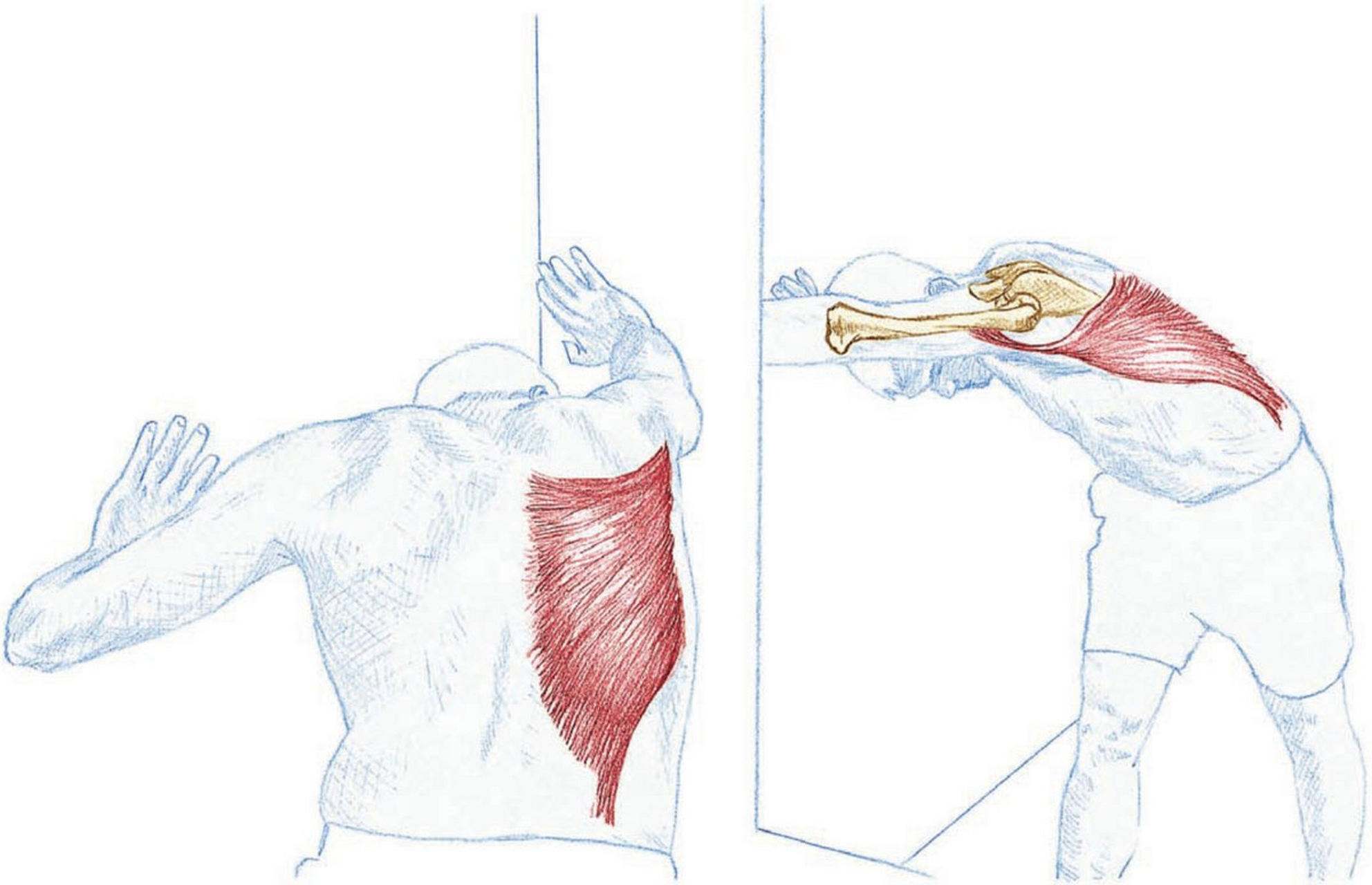 有效地拉伸背阔肌,还你轻松的上半身