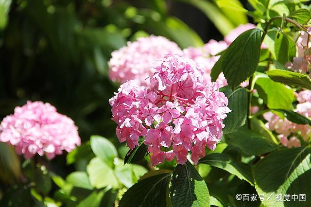 光叶子花的花期冬春间(广州,海南,昆明,北方温室栽培3-7月开花.