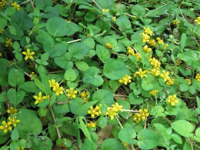 乡下1小黄花,颜值极高美过月季,关键还是种药草,见到别错过!