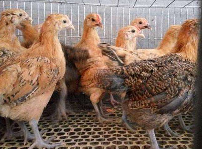 养鸡雏太麻烦,可以购买脱温鸡,但是这几点一定要注意