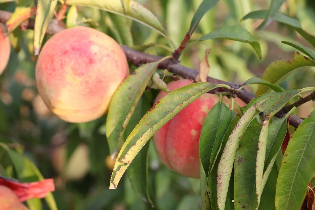 在农村大面积种植的冬桃,因为味道好,深受人们的喜爱