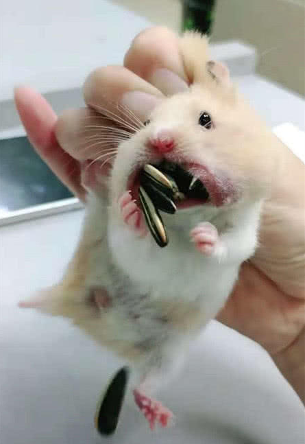 仓鼠冬眠狂塞瓜子?主人当场抓获,并从嘴里"缴获"28颗瓜子!