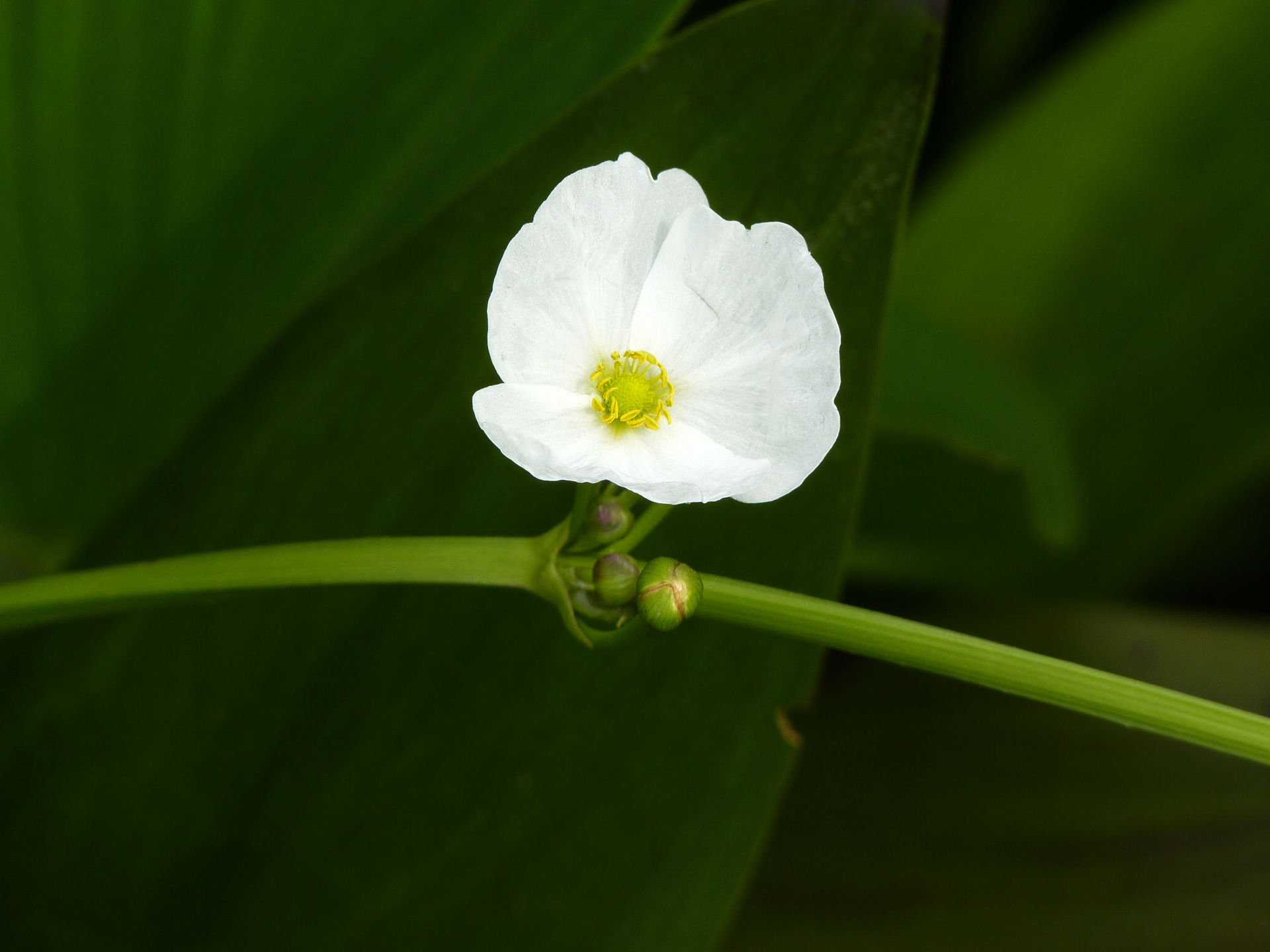带你全面认识这味重要-泽泻