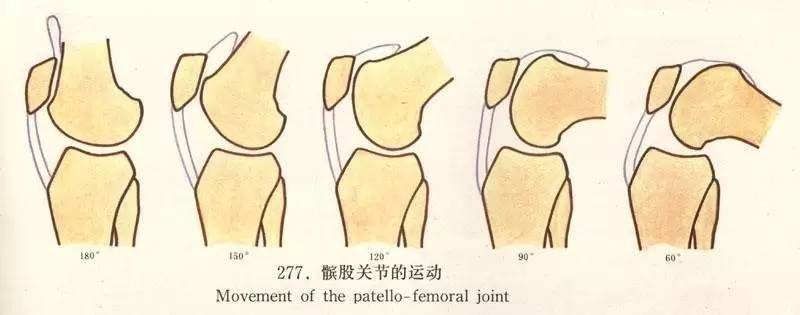 膝盖损伤"髌骨关节痛 恢复方案