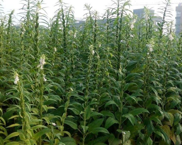 芝麻- 热门商品专区