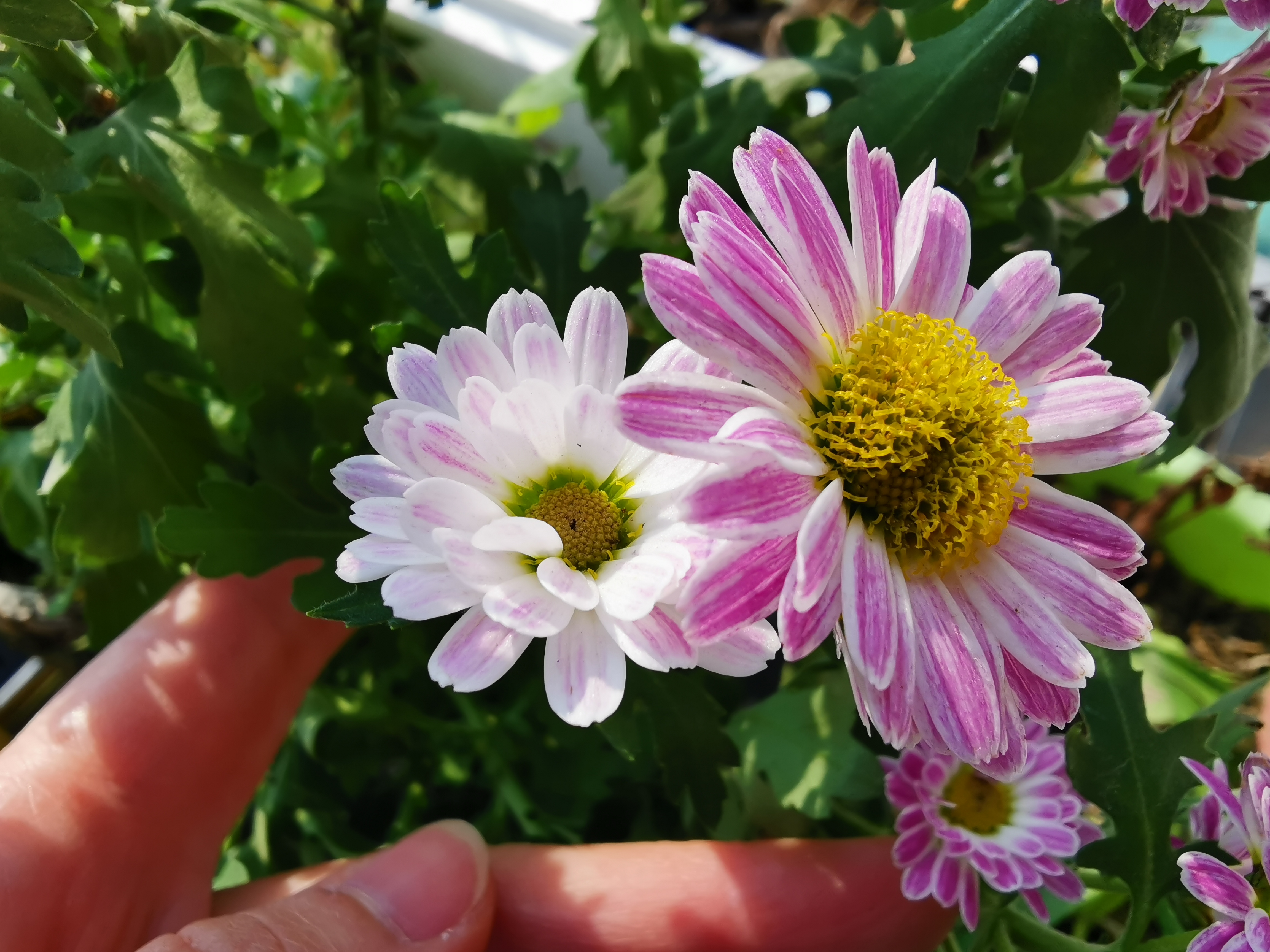 美艳的复色粉女王菊