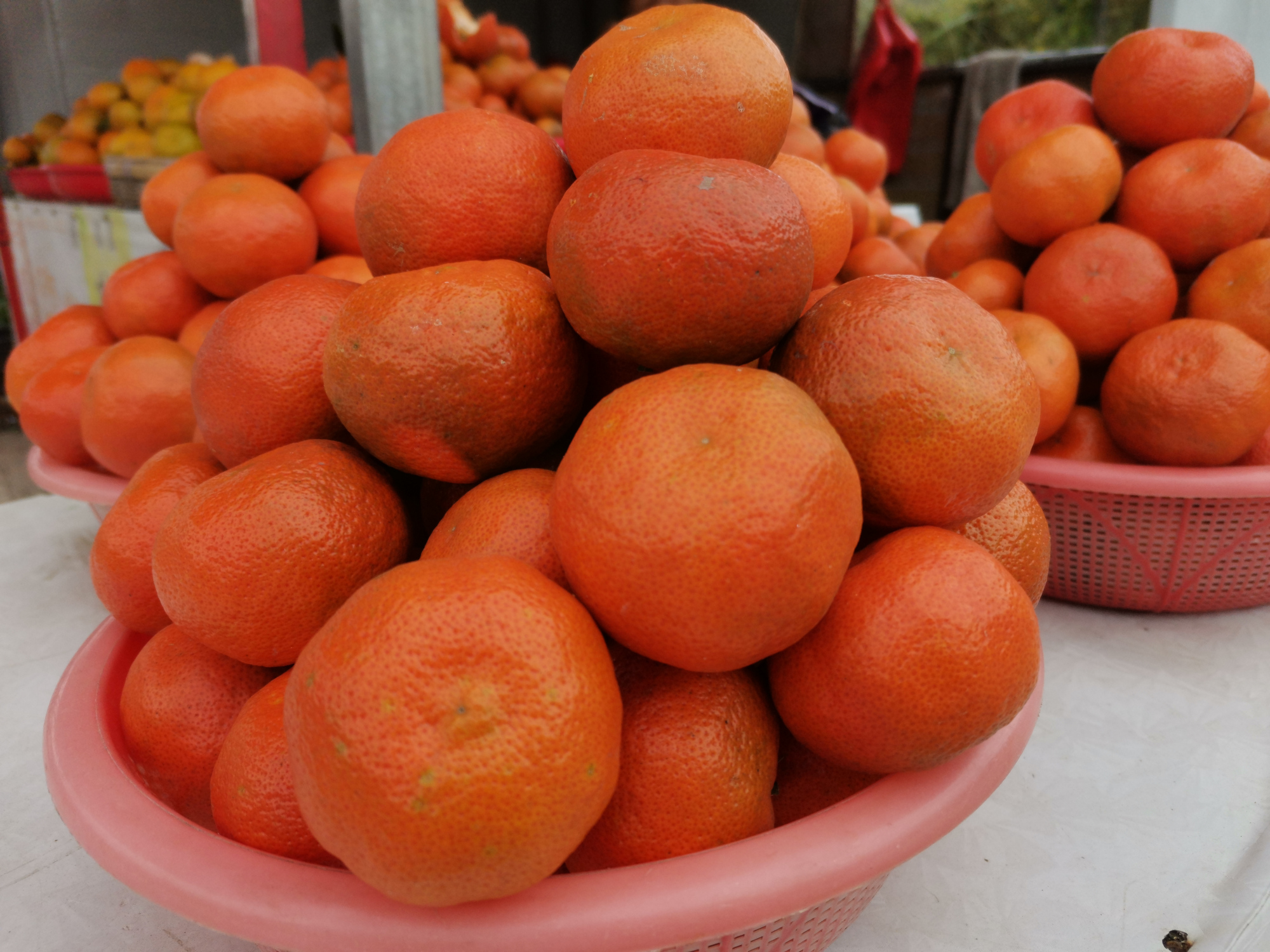 惠水:金钱桔红遍枝头