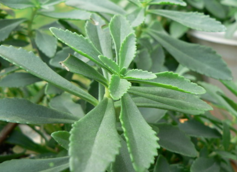 你了解费菜吗?如何种植,有哪些需要注意的?