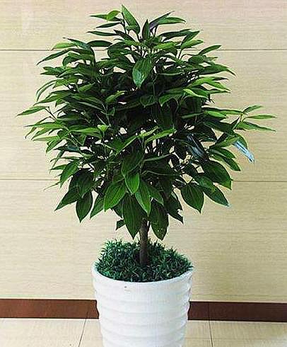 养平安树,选对"方法",找准"位置",枝繁叶茂,四季常绿