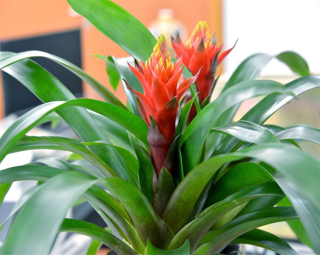 红灿灿的火炬花,如何进行种植和饲养,这几点你知道么?