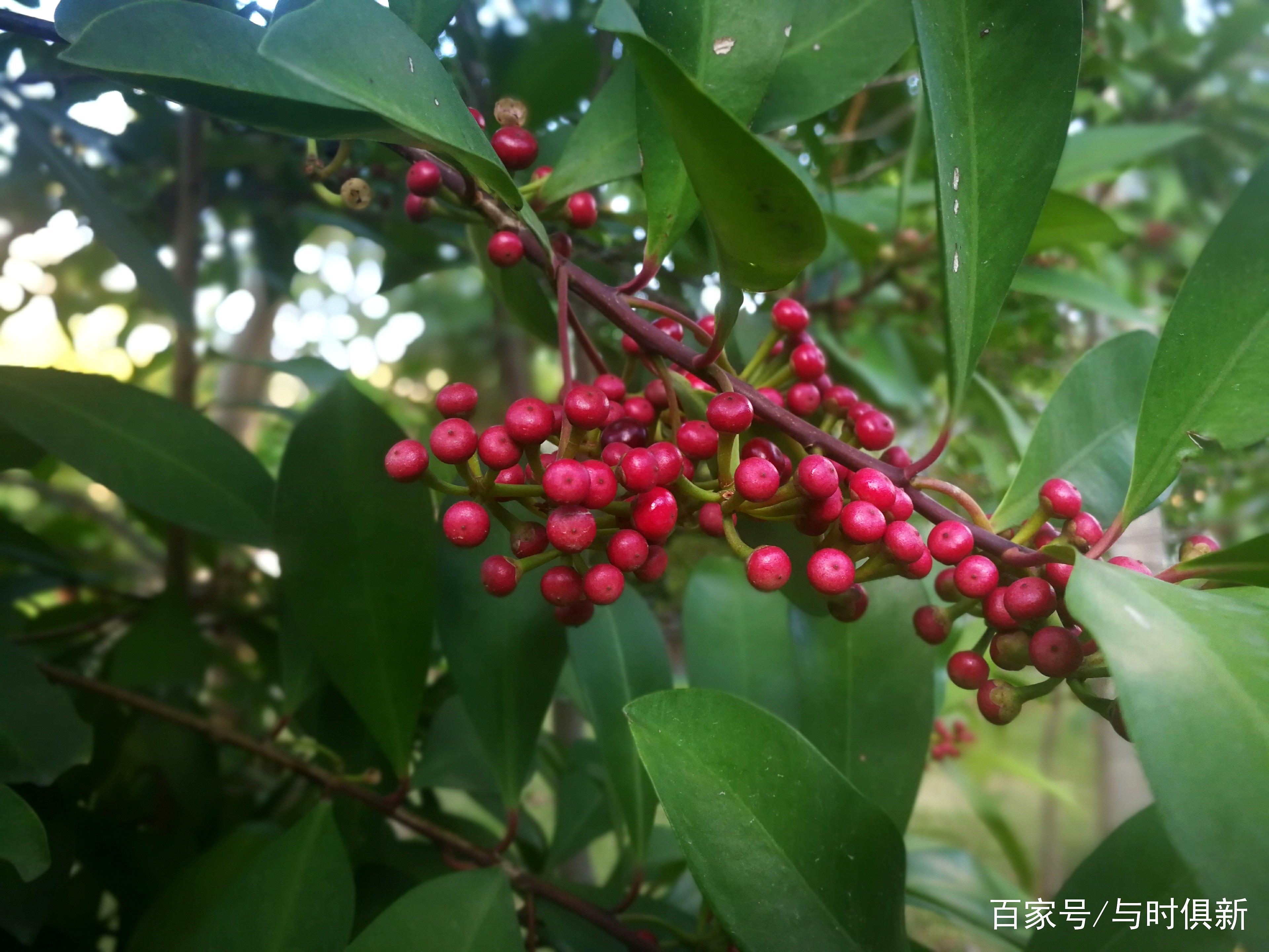 东方紫金牛果实可以食用的,整株都可制药,但是要牢记遵医嘱,切忌擅自