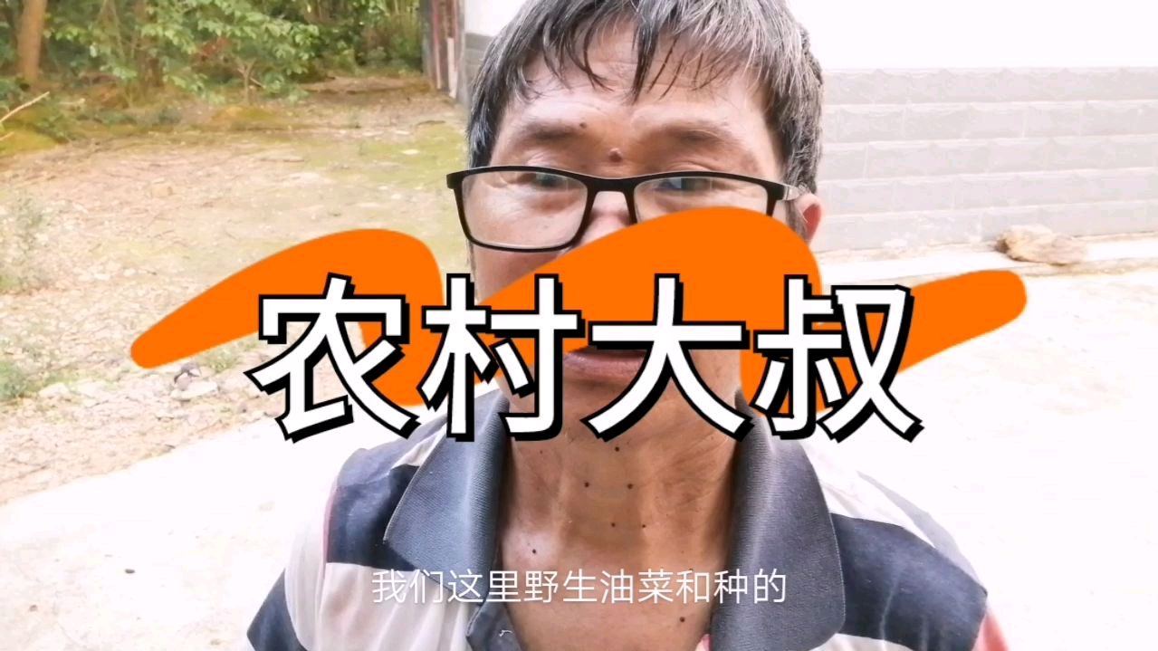 60后的农村大叔介绍野生油菜,与现在种的油菜有什么区别