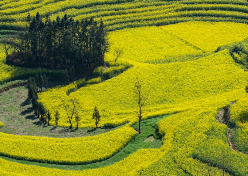 云南罗平油菜花风景,一片金灿灿的好漂亮啊,看着都觉得温暖!