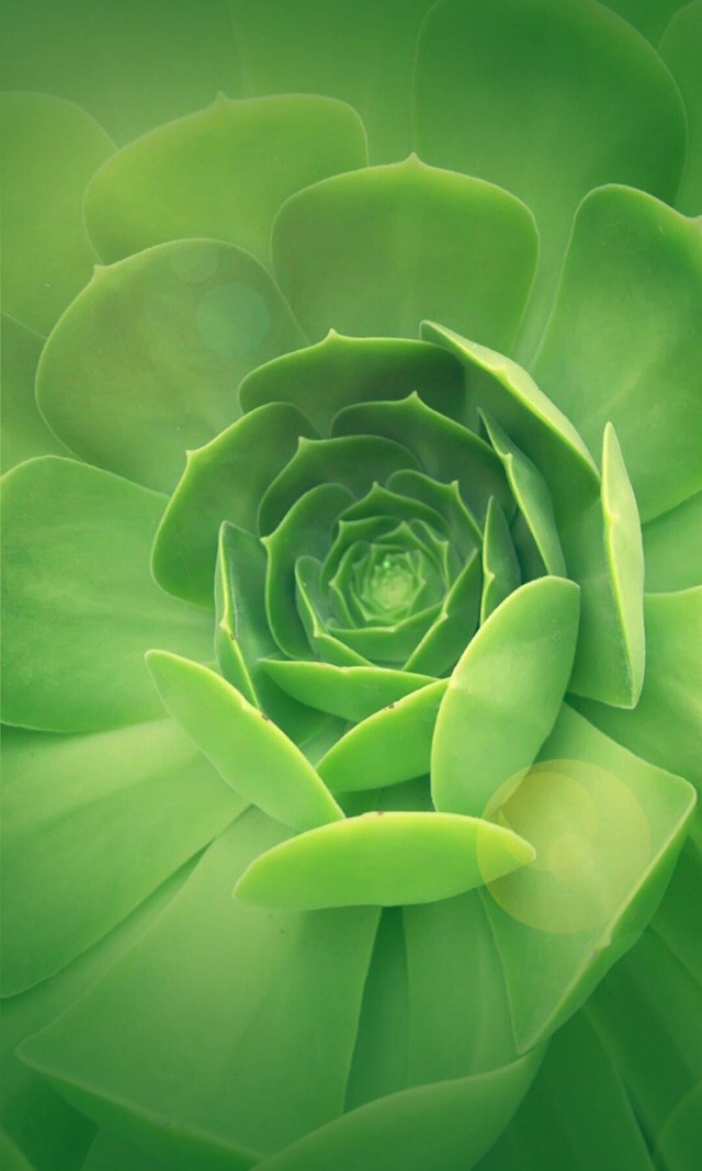 绿色手机壁纸 这个冬天 你的心间是否会有一抹思念的绿色