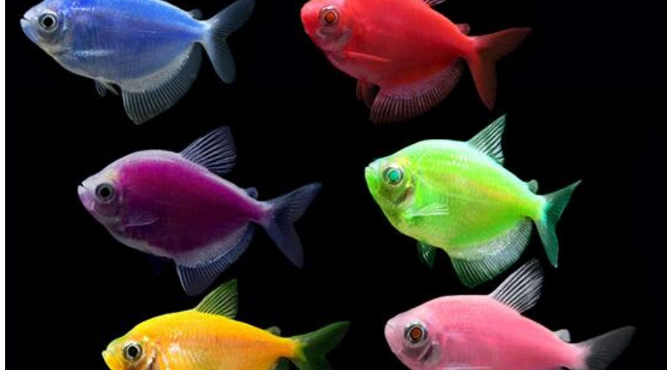 彩裙鱼是由黑裙鱼变异而来的,而且它们原本的颜色是白色的.