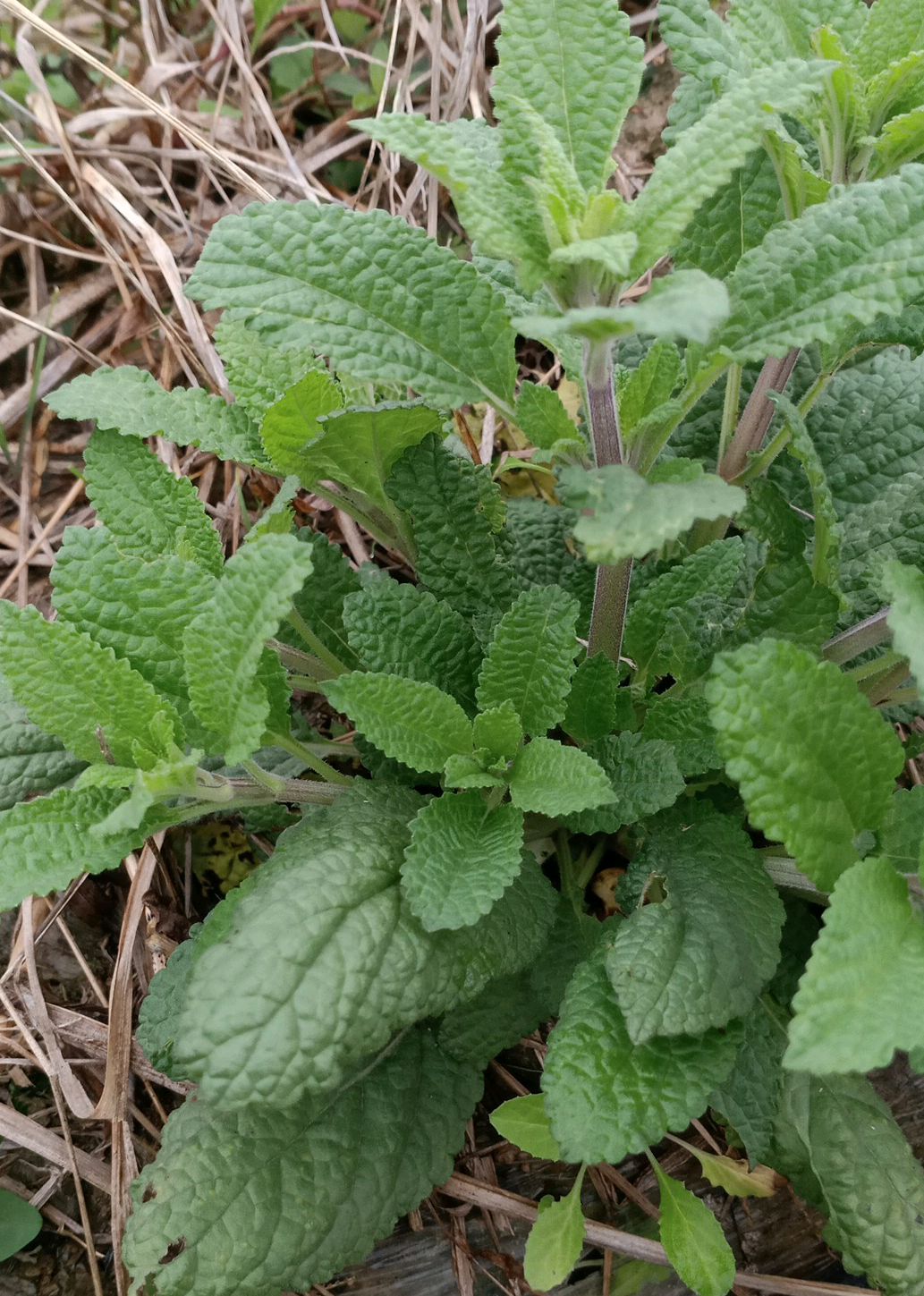 荔枝草是一年生或二年生直立草本植物