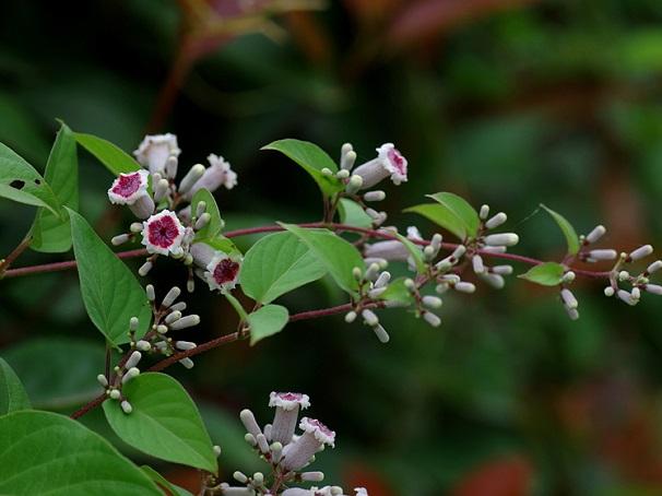 健康养生,祛风活血,止痛解毒——鸡屎藤栽培技术