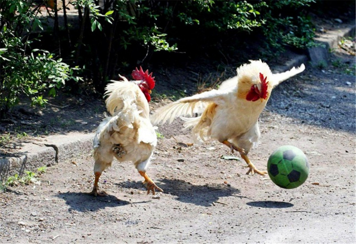 盘点:动物都有兴趣爱好了,公鸡踢足球,狗狗练芭蕾,山羊冲浪!