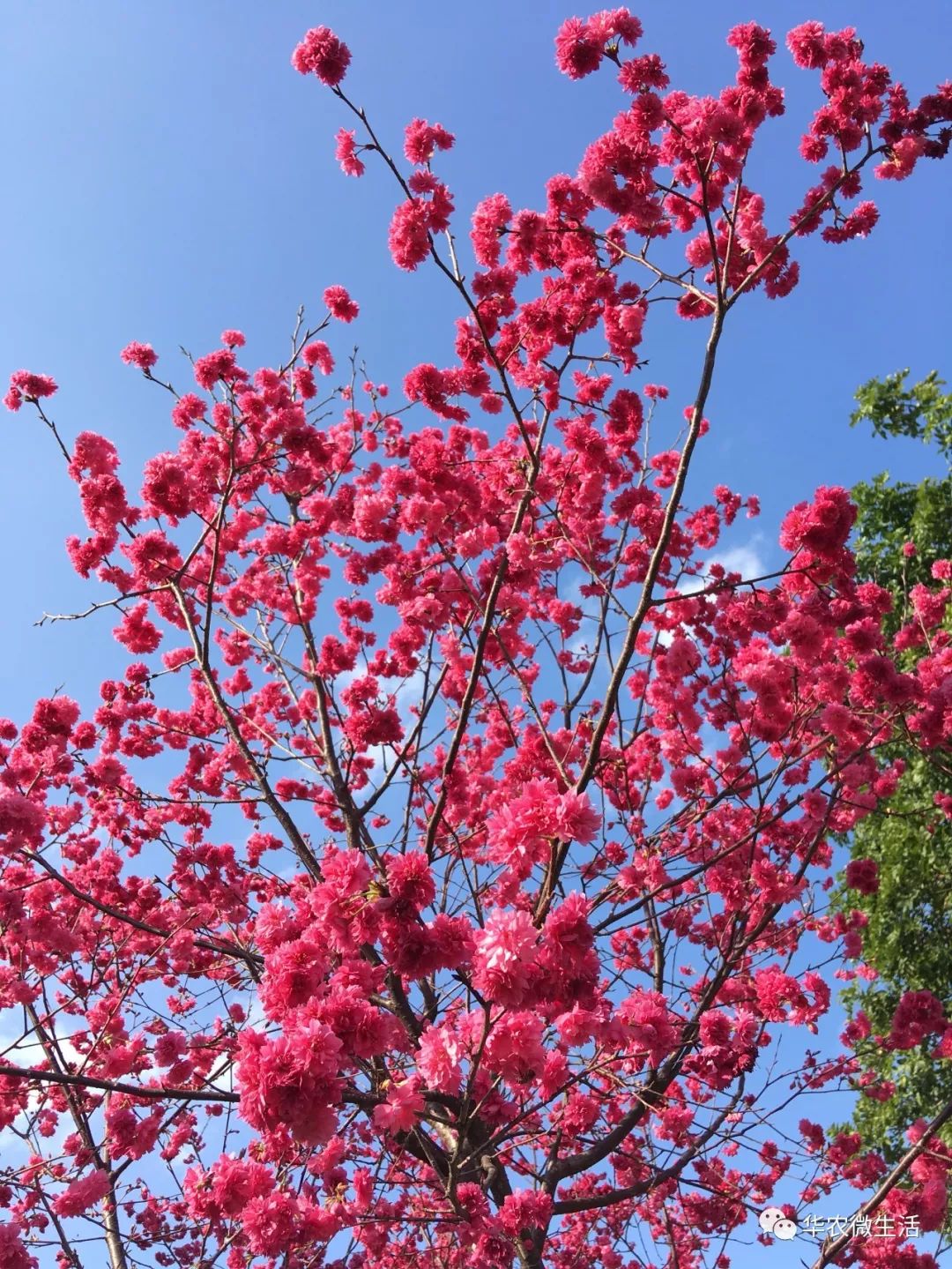 多少分能上华南农业大学?这里校花很美哦!