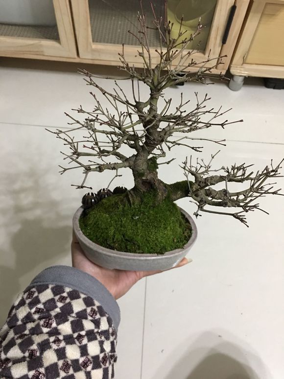 买了一个清姬盆景,发现树干上2个树洞,还有腐烂迹象,怎么办?