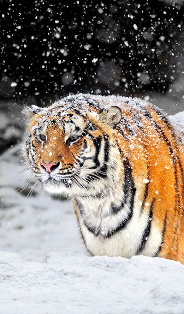 虎大王雪中漫步威风凛凛 却被调侃是"冰糖虎芦"