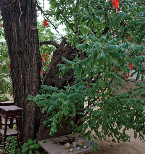 而出现空洞,洞内不知从什么时候起长出了一棵楸树,如今已是参天大树