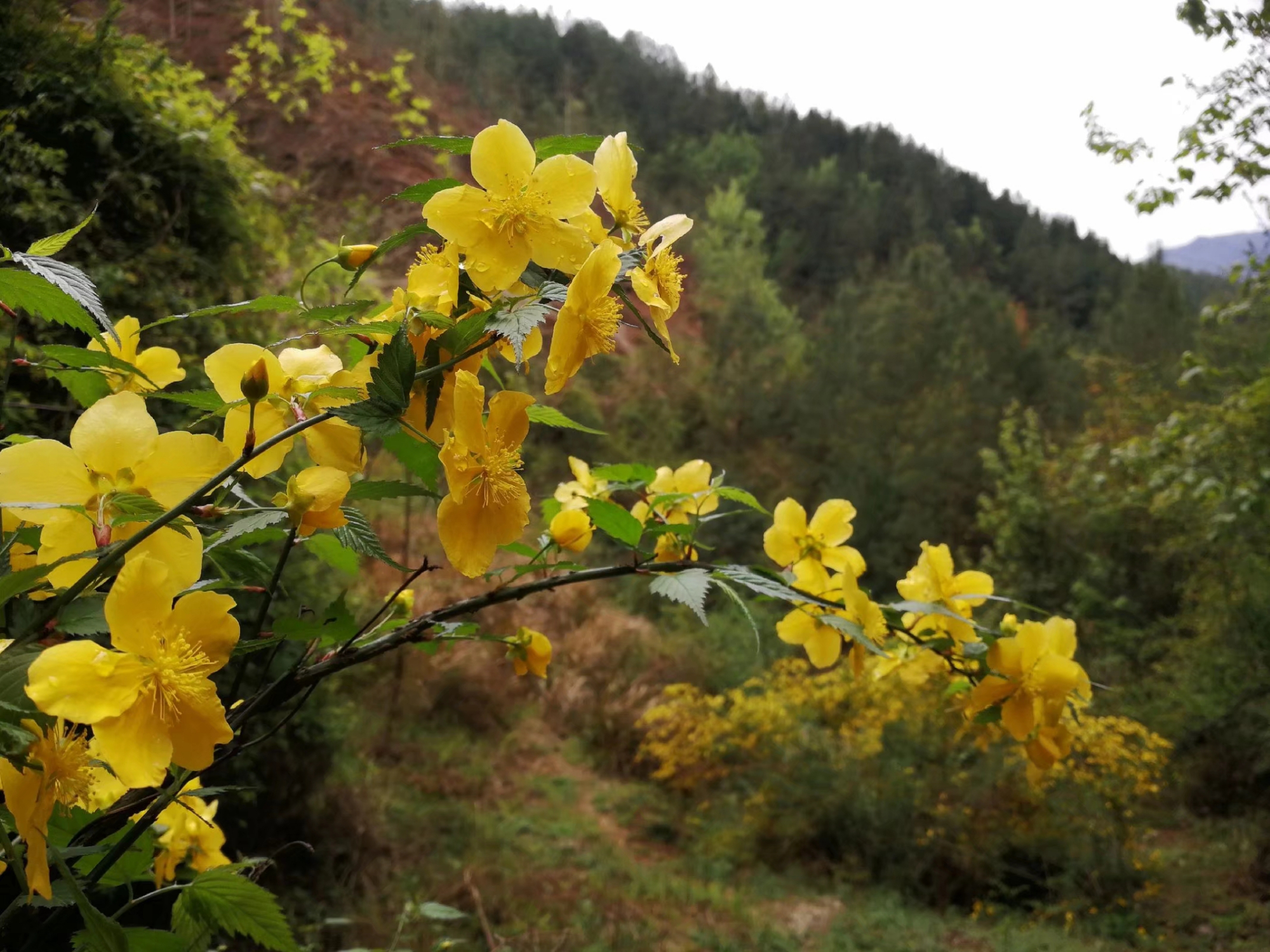 四川植物图鉴|高贵的"山吹"之花:棣棠