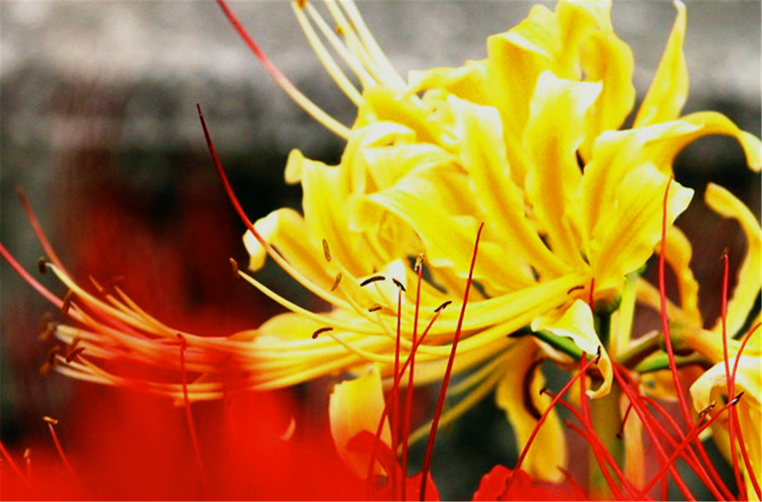 天蝎座——黑色彼岸花花语,不可预知的黑暗,死亡和颠沛流离的爱