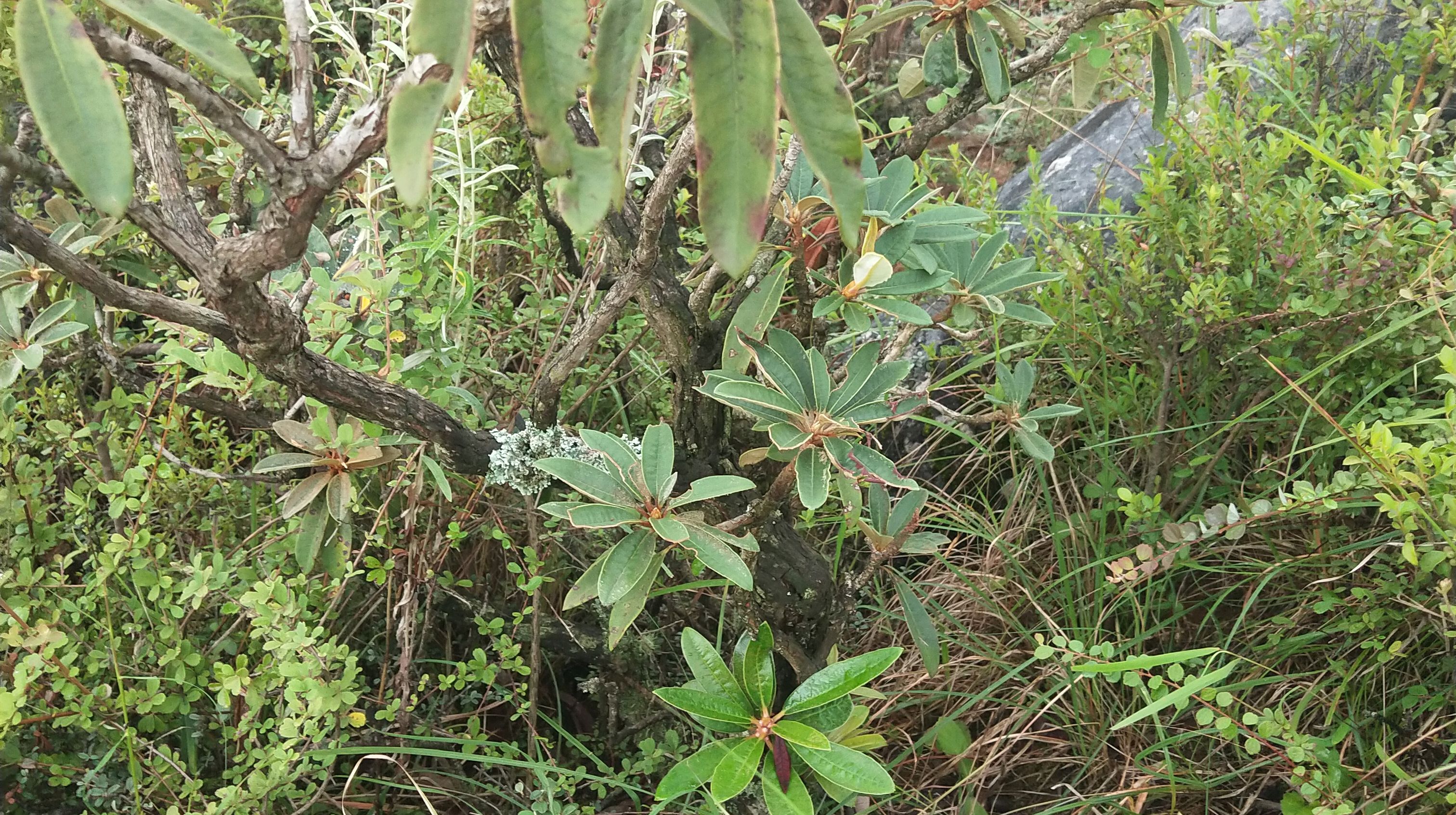 大量出马樱花黑刺