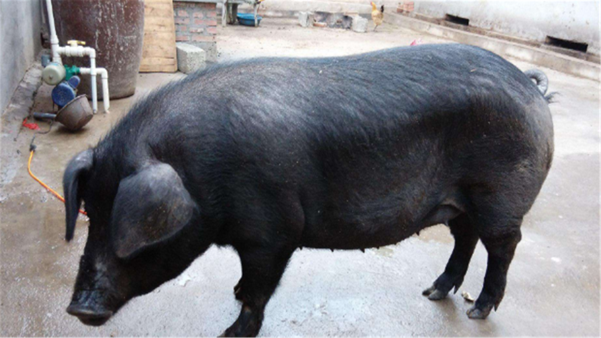 种猪产仔多长得又大又快