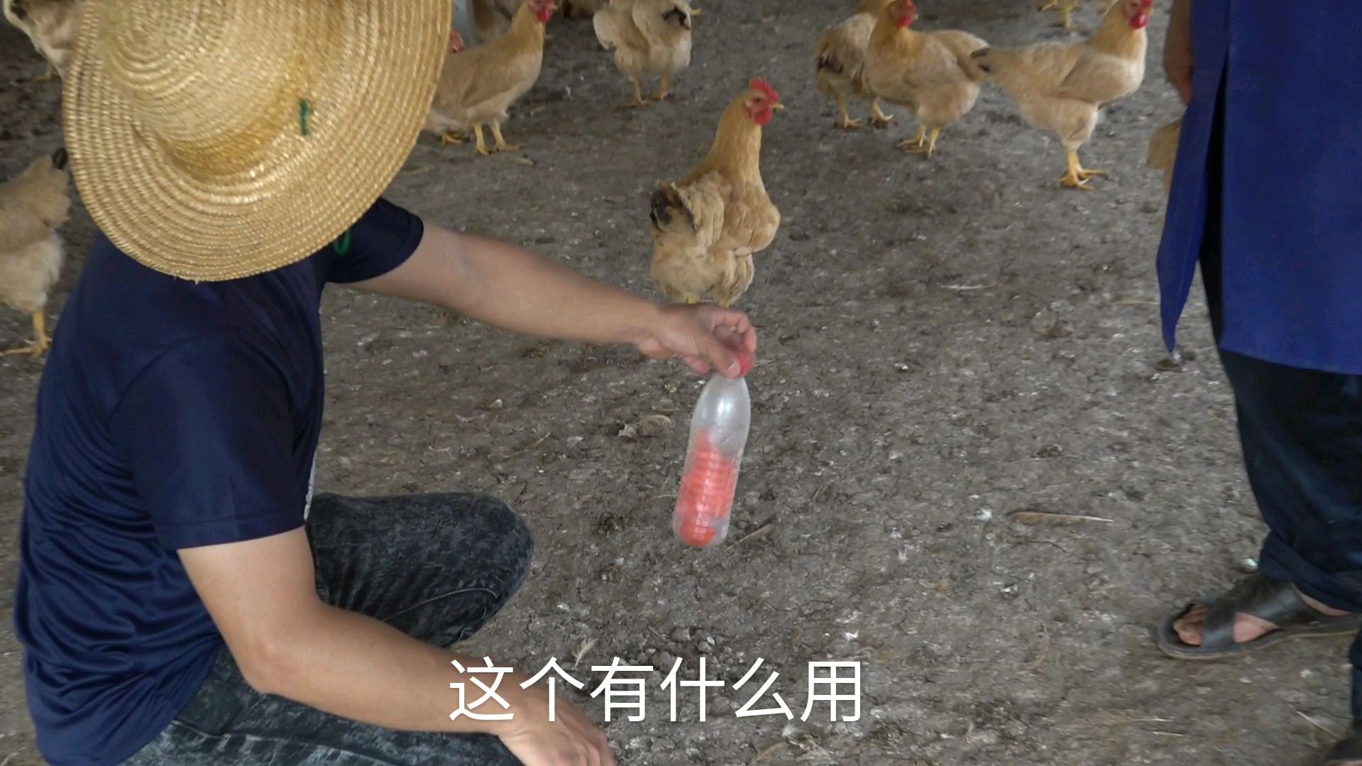 来看朋友在山上的养鸡场,设施简单又实用