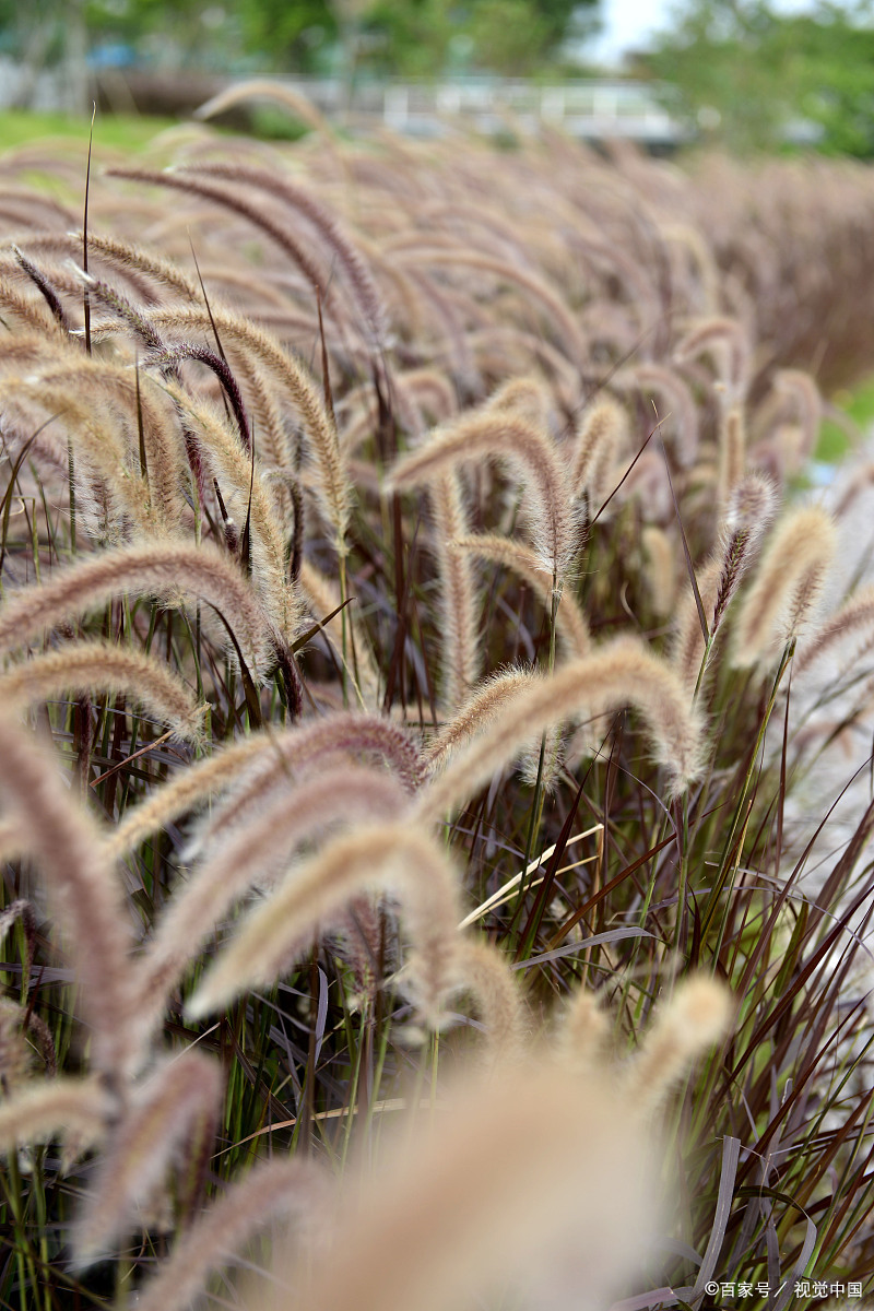 当谈及牛毛草(也称为狗尾草)的种植,正确的方法至关重要.
