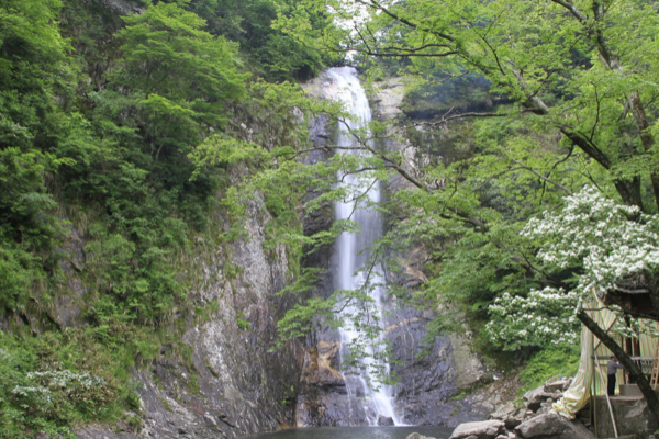 市大別山天堂寨風景區,春季的天堂寨瀑布飛瀉,杜鵑花盛開,茂林修竹