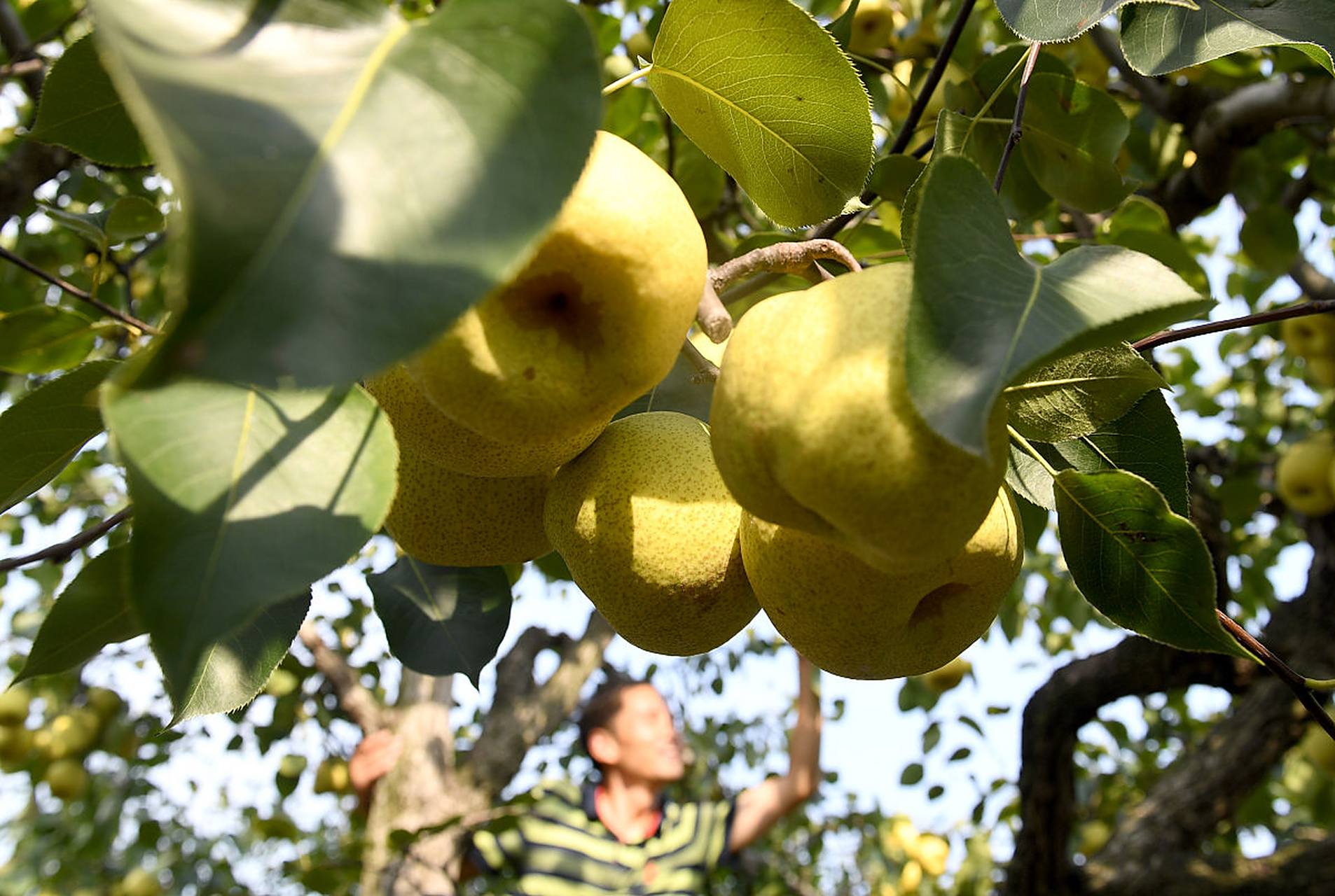 为确保梨树安全过冬,可采取树干涂白,开沟施用基肥,浇足封冻水,根部